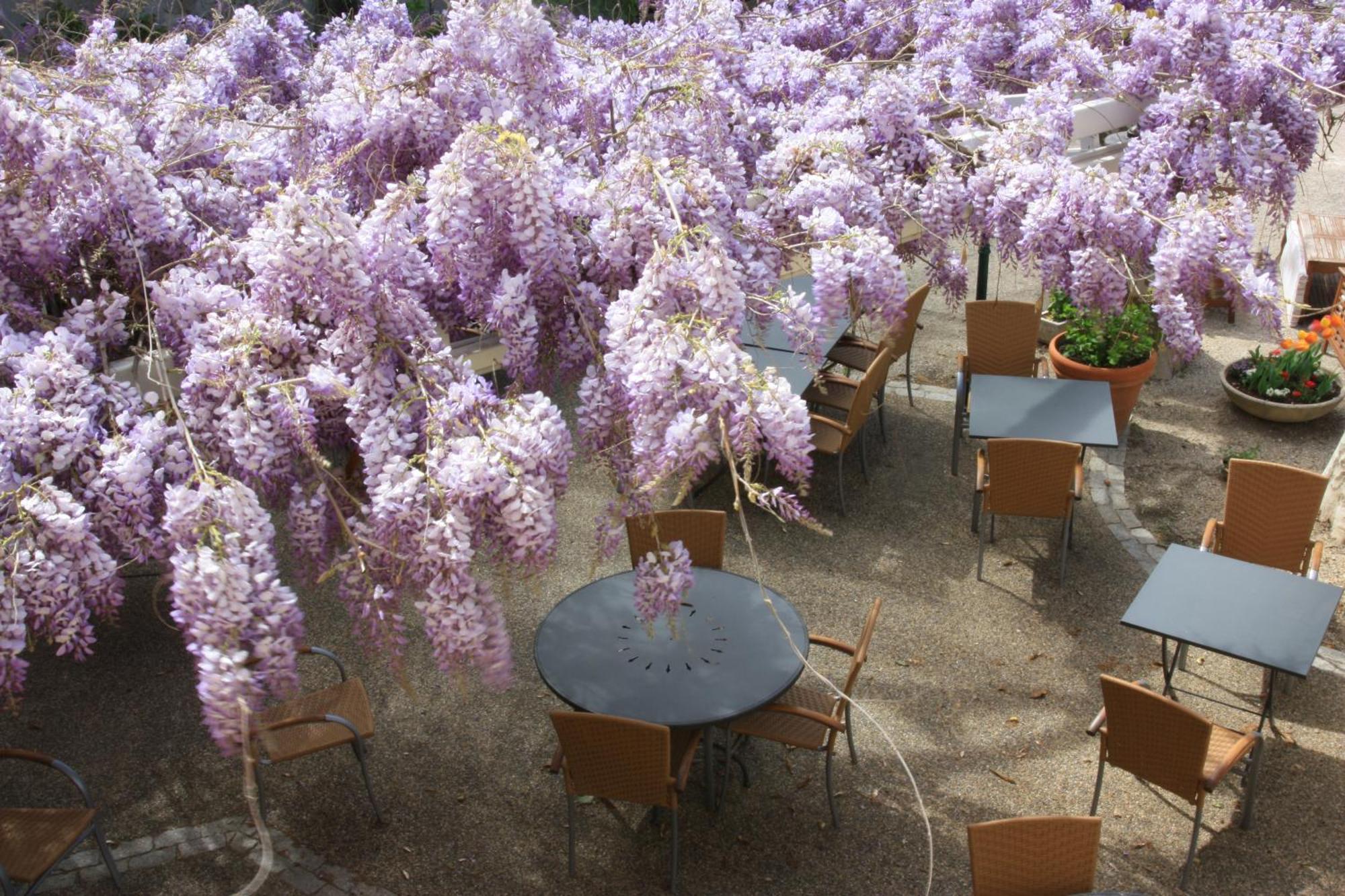 Logis Hotel La Ferme Avignon Exterior photo